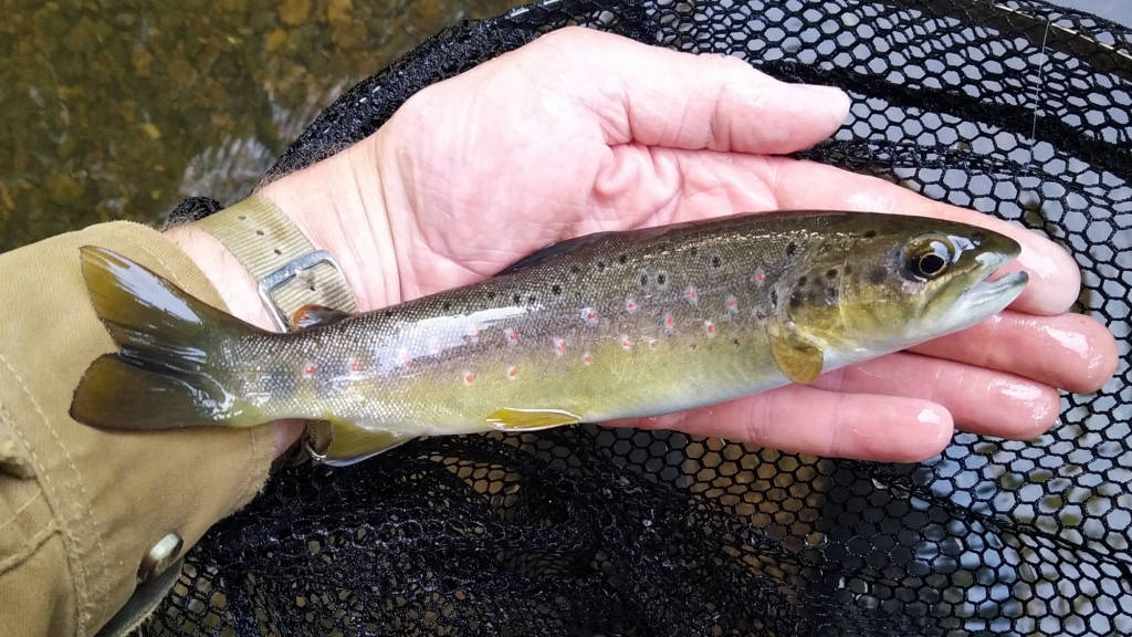 Photo of a near 9 inch trout